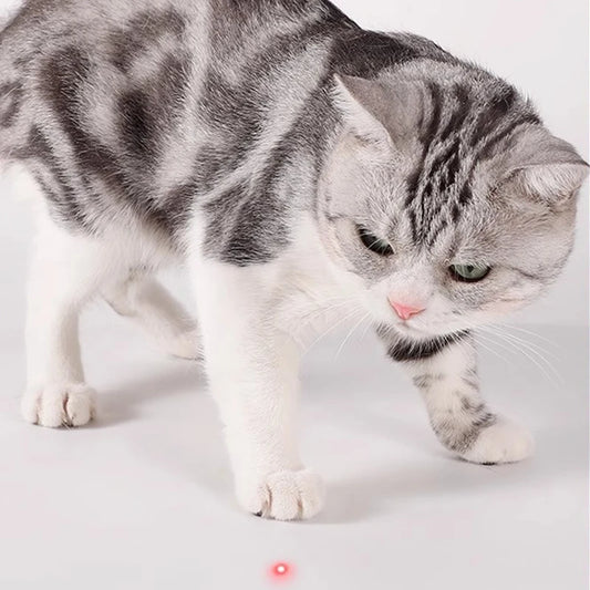 Das smarte Laser-Abenteuer für deine Katze